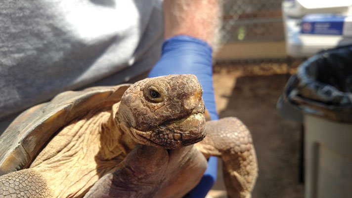 Tortoise With Nasal Discharge