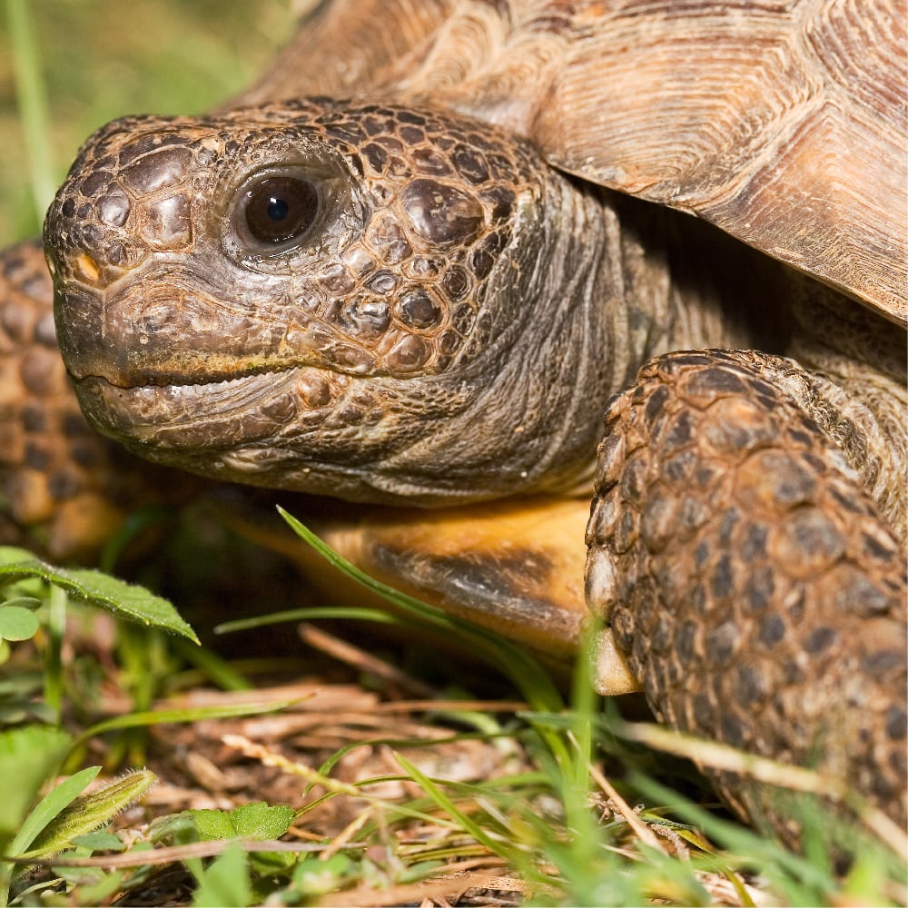Tortoisefeed V1 Purchase Conversion Social Reptile Sitetraffic Linkclicks