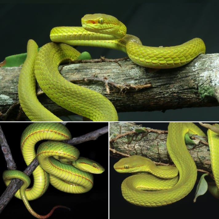 Trimeresurus Salazar Novataxa 2020 Mirza Bhosale Phansalkar Sawant Et Al Snakeszeeshan