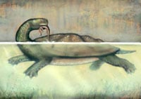 Turtle Creditliz Bradford20