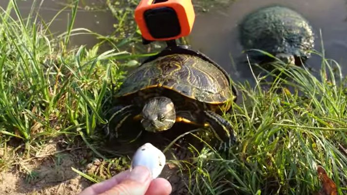 Turtle With Gopro Attached