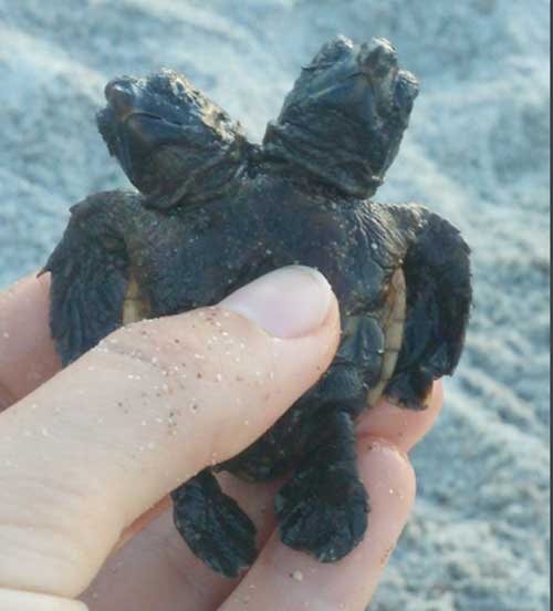 Two Headed Loggerhead Seaturtle
