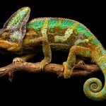 Veiled Chameleon500