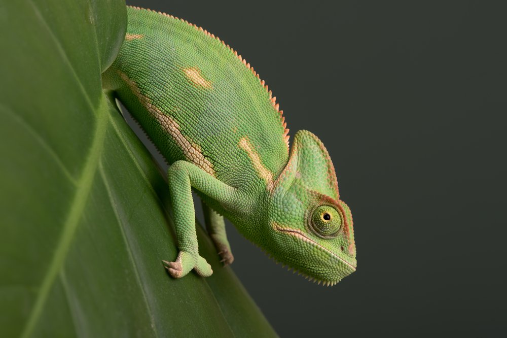 Veiledchameleon Shutterstock 391207477