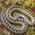 Vipera Berus Shutterstock 708609583
