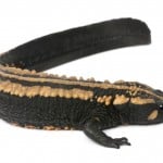 Warty Newt Shutterstock 74300179