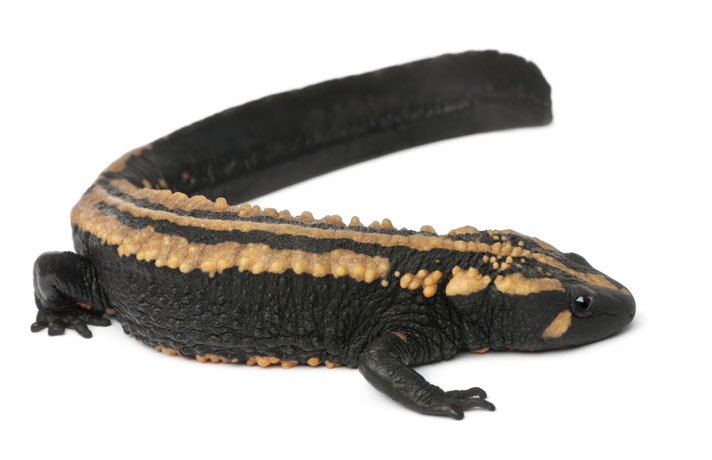 Warty Newt Shutterstock 74300179