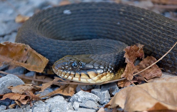 Water Snake Shutterstock 71500711