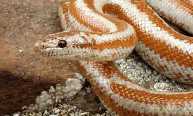 Western Arizona Rosy Boa380