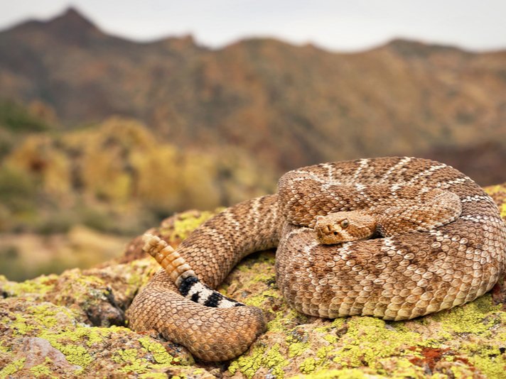 western diamondback rattlesnake