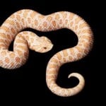 Western Hognose Snake500