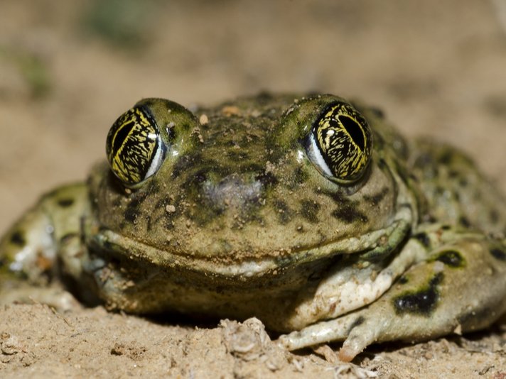 Western Spadefoot Toad Shutterstock 220184425