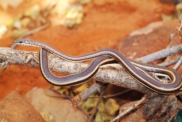 Western Striped Bellied Snake