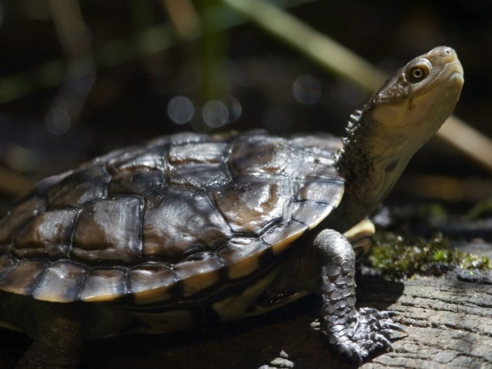 Western Swapm Turtle Shutterstock 820579