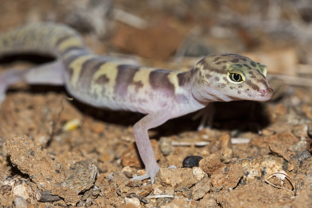 Westernbandedgecko Shutterstock 573841951