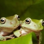 Whites Treefrog Shutterstock 23084005