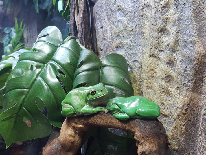 Whites Treefrog Shutterstock 601217096