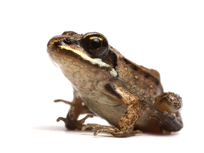 Wood Frog Shutterstock 144528008