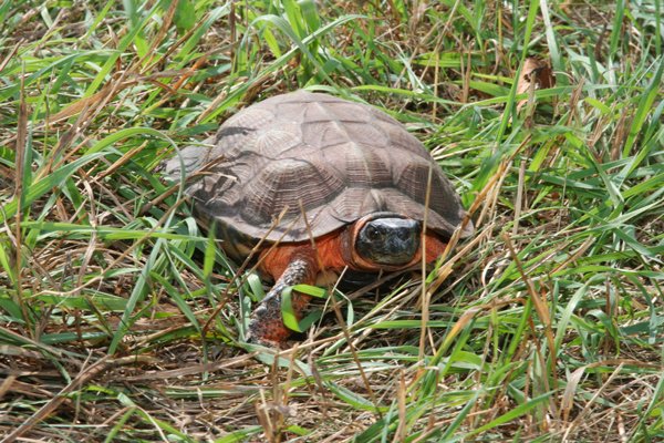 Wood Turtle Glyptemys Insculpta