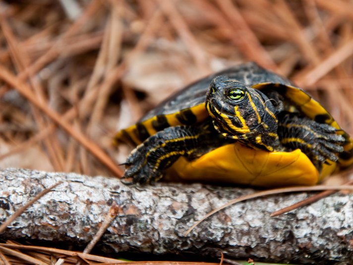 Yellow Bellied Slider Shutterstock 150482531