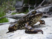 Yellow Legged Frog Adamback