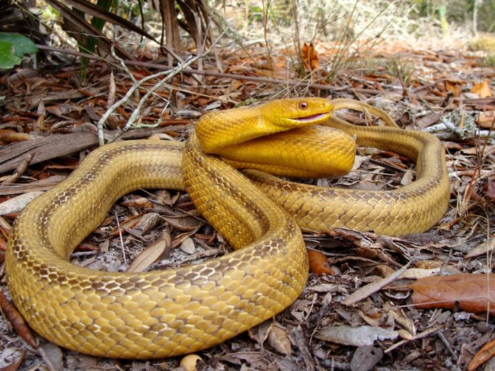 Yellow Rat Snake Shutterstock 94358305