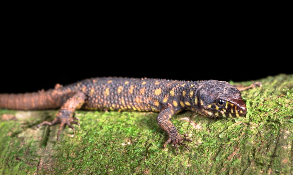 Yellow Spotted Night Lizard Kevin Wells Photography2