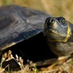 Yellow Spotted River Turtle Shutterstock 81265900