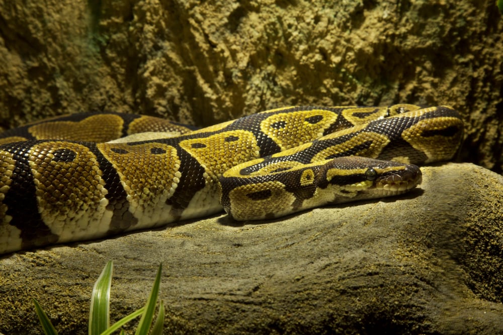 Ball Python Podolnaya Elena