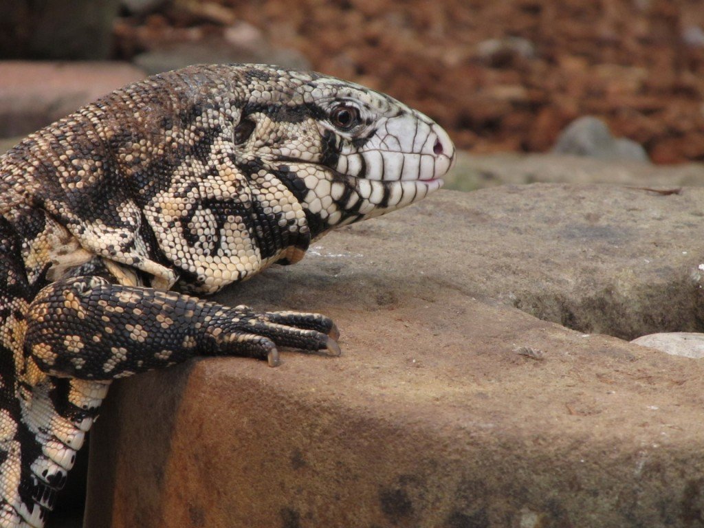 Black and White Tegu lizard
