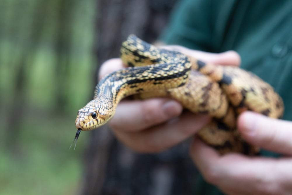 Louisiana Pine Snake