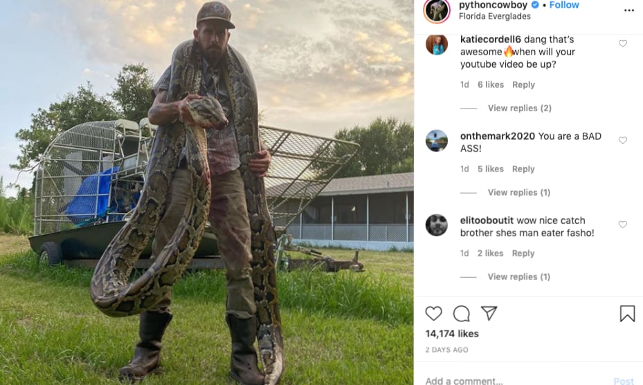 Pythoncowboy Burmese Python