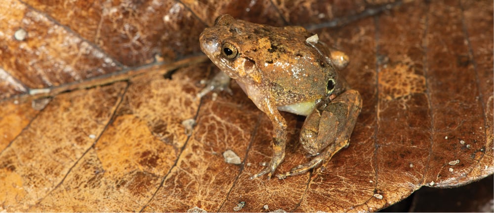 Rhombophryne Ellae