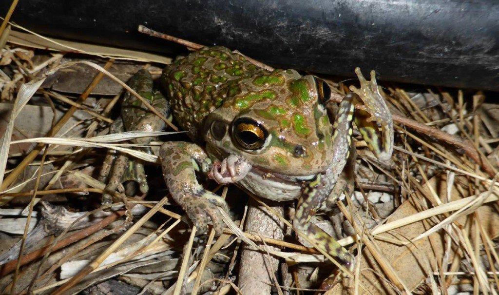 Spotted Thigh Frog