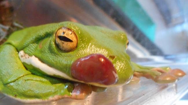 White Lipped Tree Frog