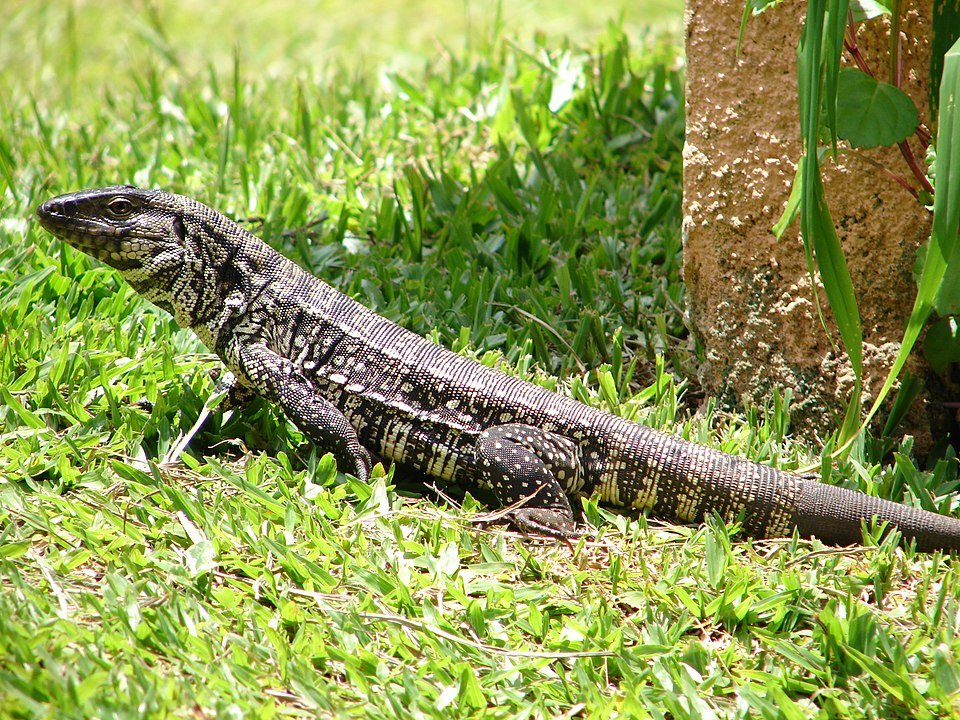 Argentine Black And White Tegu