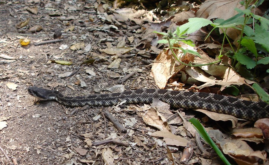 Crotalus Helleri