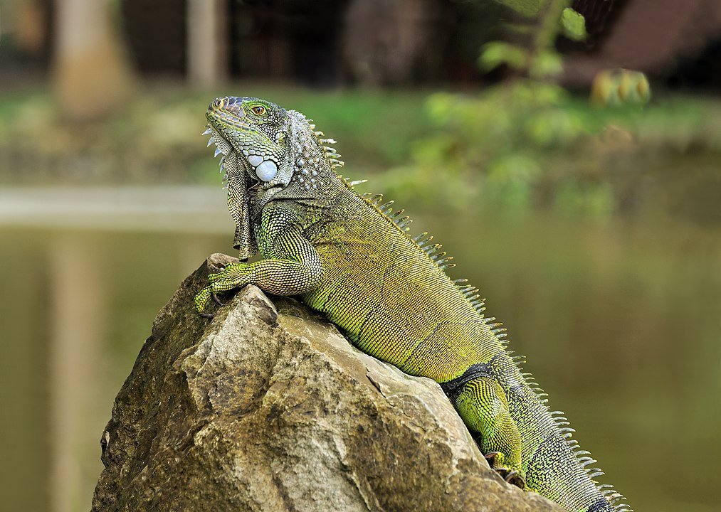 Iguana Iguana Green Iguana