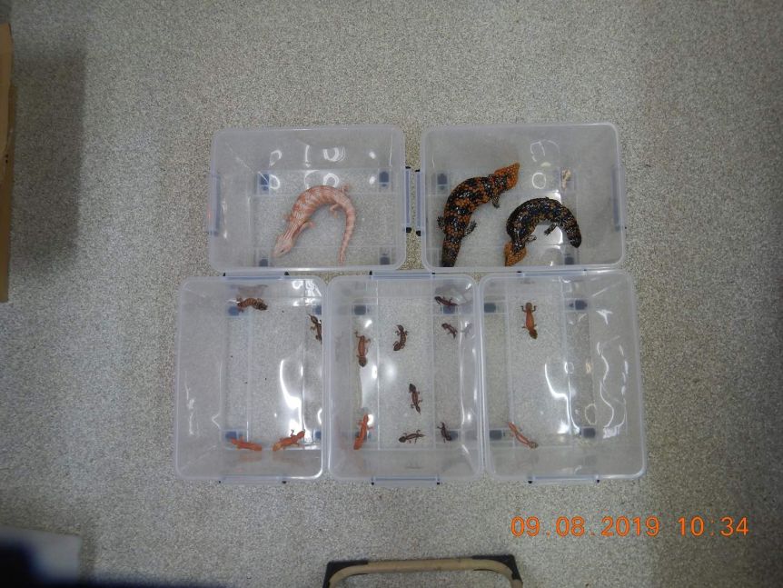 Illegal Wildlife Trade