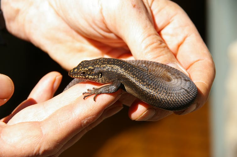 Kaputar Rock Skink