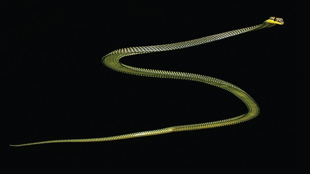 Paradise Treesnake
