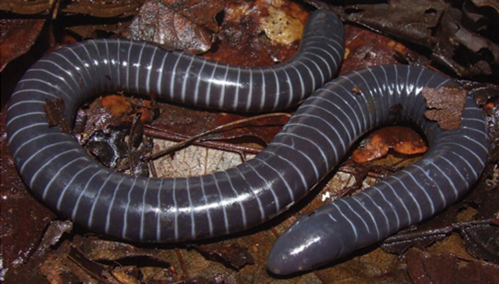 Siphonops Annulatus
