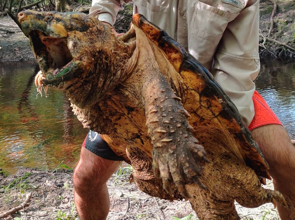 Alligator Snapping Turtle