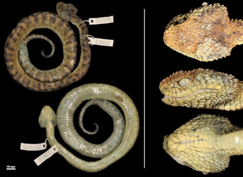 Atheris Hetfieldi Luis Ceriaco