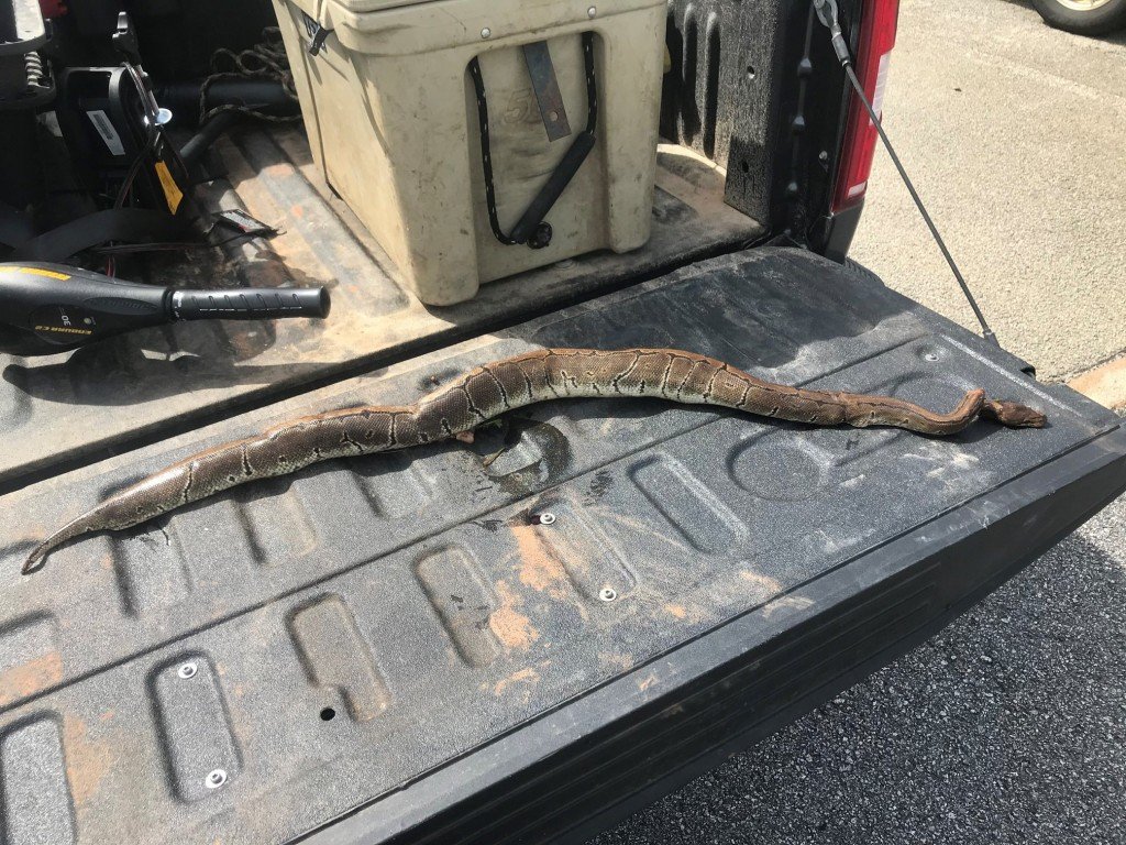 Ball Python Killed