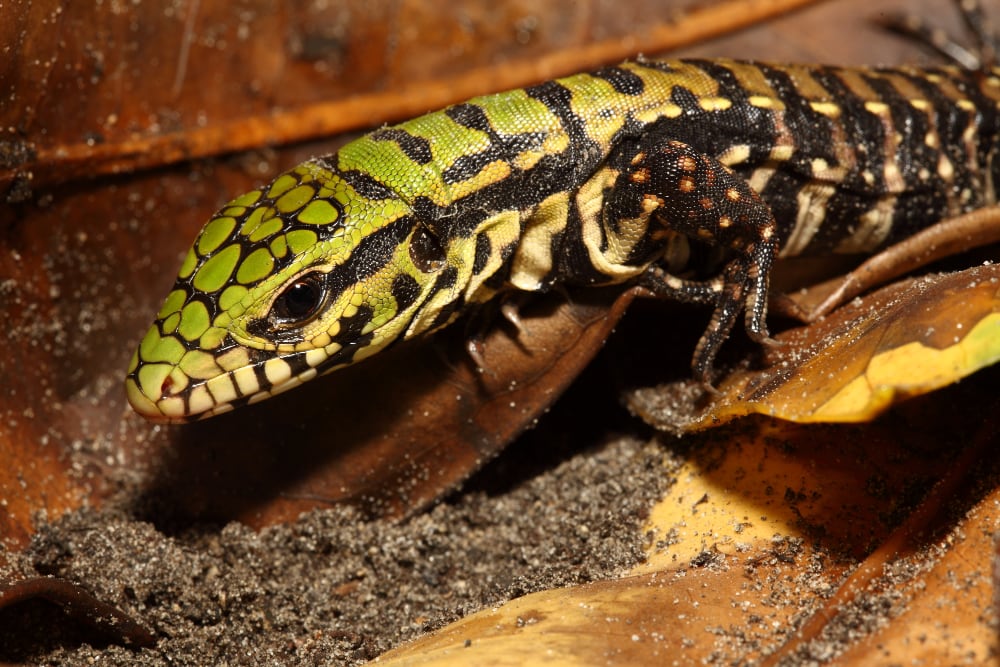 Black And White Tegu Hatchling