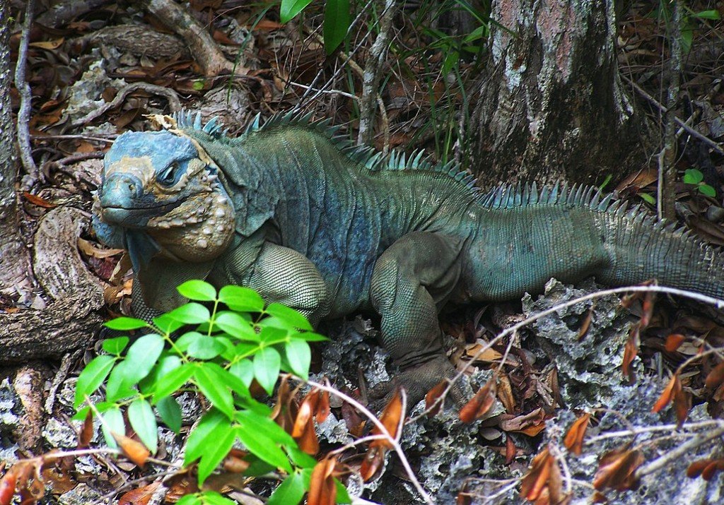Blue Iguana 