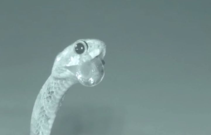 Blunt Headed Snail Eating Snake
