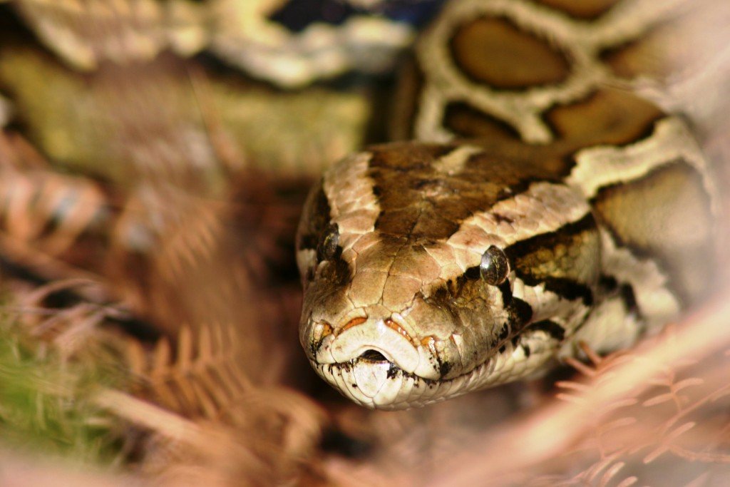 Burmese Python Everglades