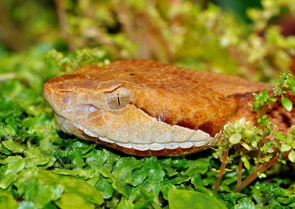 Copperhead Agkistrodon Contortrix Qtl1